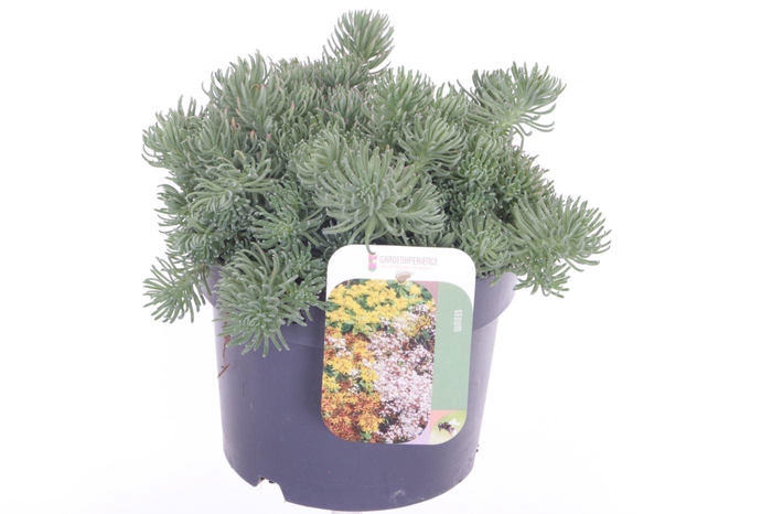 <h4>Sedum forsterianum Oracle</h4>