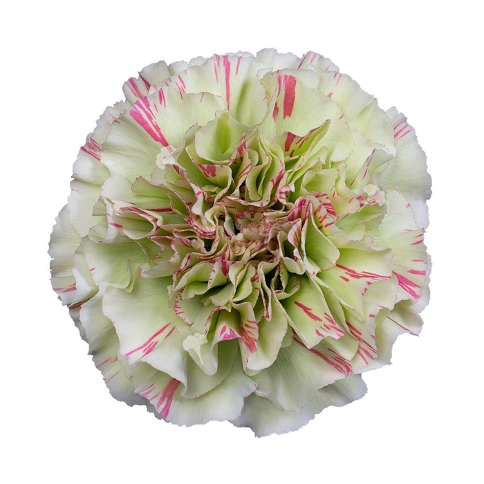 <h4>DI ST MOCHI</h4>