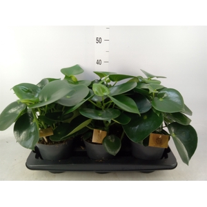 Peperomia polybotrya 'Raindrop'