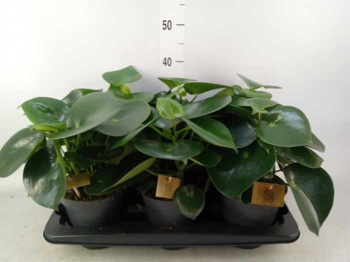 <h4>Peperomia polybotrya 'Raindrop'</h4>