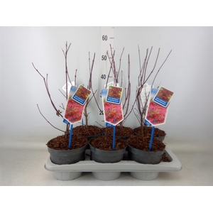 Acer palmatum 'Atropurpureum'