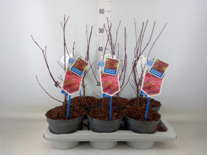 <h4>Acer palmatum 'Atropurpureum'</h4>