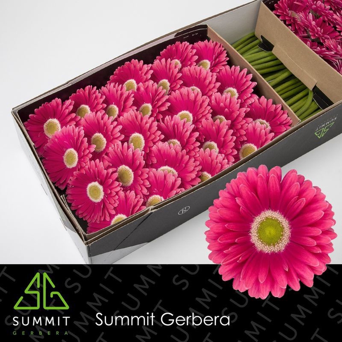 <h4>Gerbera Unique Doos</h4>