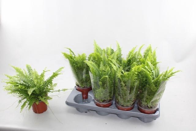 <h4>NEPHR EX GREEN LADY</h4>