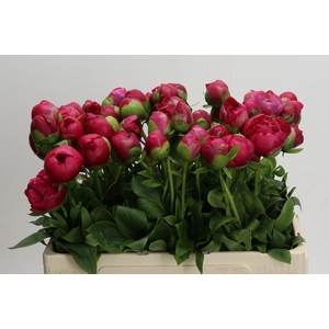 Paeonia Command Performance