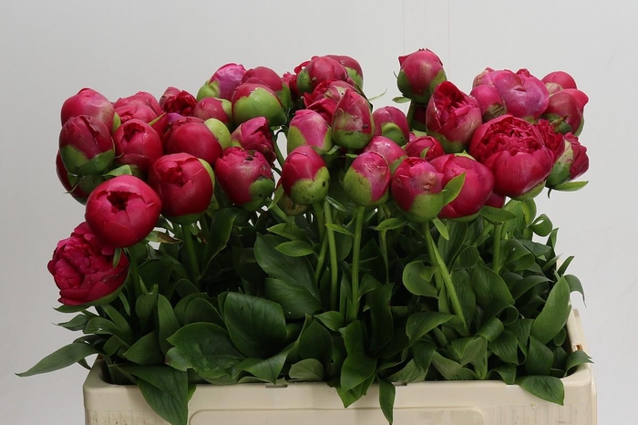 Paeonia Command Performance