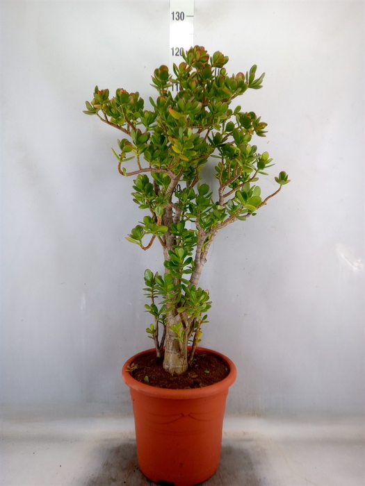 <h4>Crassula ovata</h4>