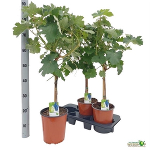 VITIS BIANCA