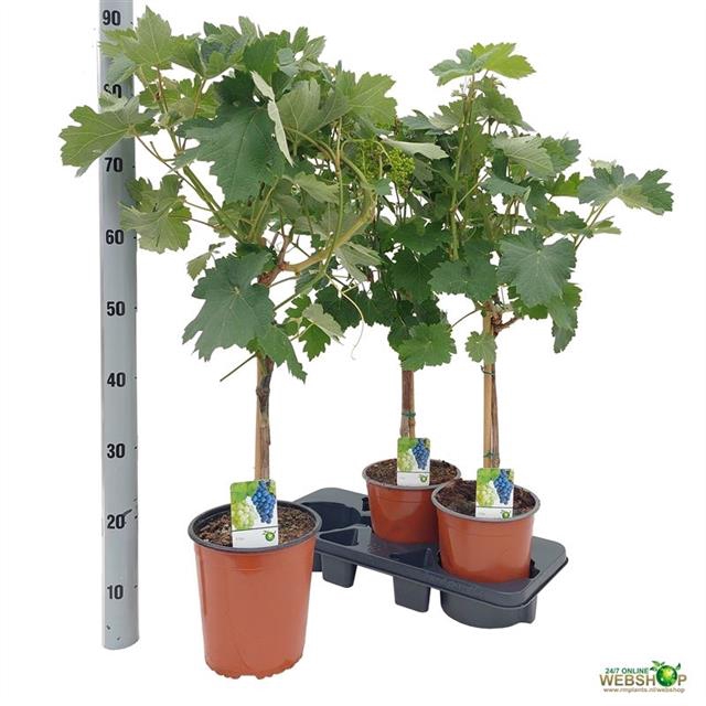 VITIS BIANCA