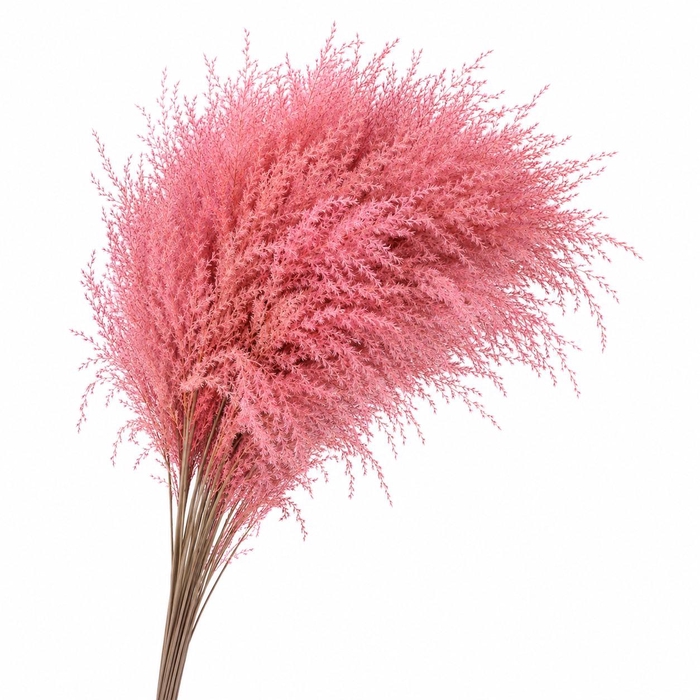 Dried Stipa Feather Light Pink