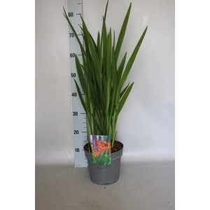 vaste planten 19 cm  Crocosmia Princess  Rood, roze
