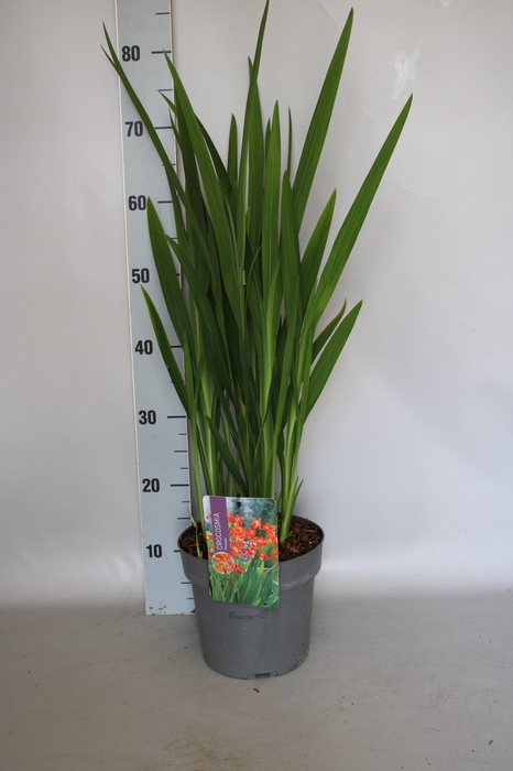 <h4>vaste planten 19 cm  Crocosmia Princess  Rood, roze</h4>