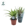 Chlorophytum comosum 'Atlantic'