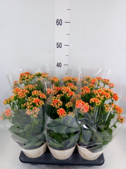 <h4>Kalanchoe  'Volcanic Orange'</h4>
