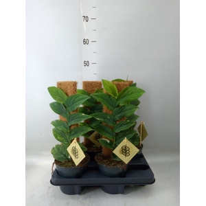 Monstera dubia    ...juveniel