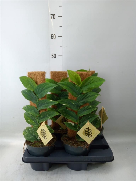 <h4>Monstera dubia ...juveniel</h4>