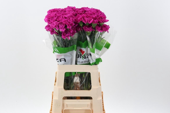 <h4>Di St Fuchsia</h4>