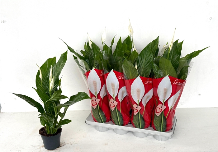 <h4>SPATH SWEET BENITO</h4>