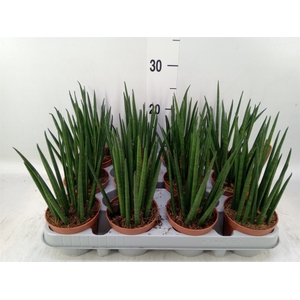 Sansevieria bacularis