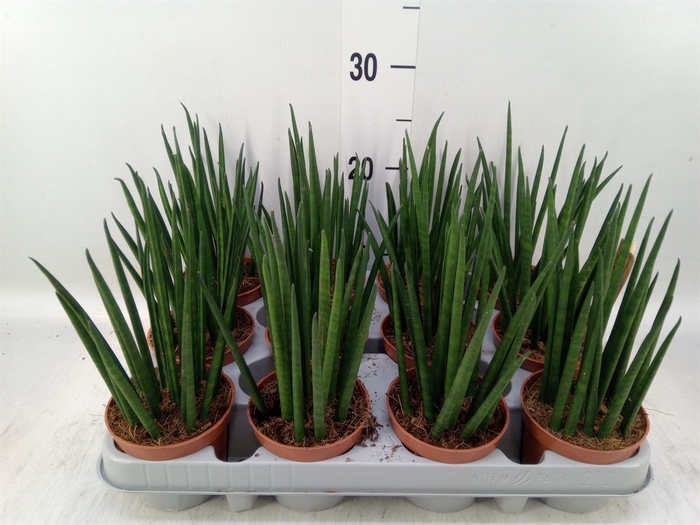 <h4>Sansevieria bacularis</h4>