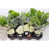 ASPLENIUM LESLIE P15