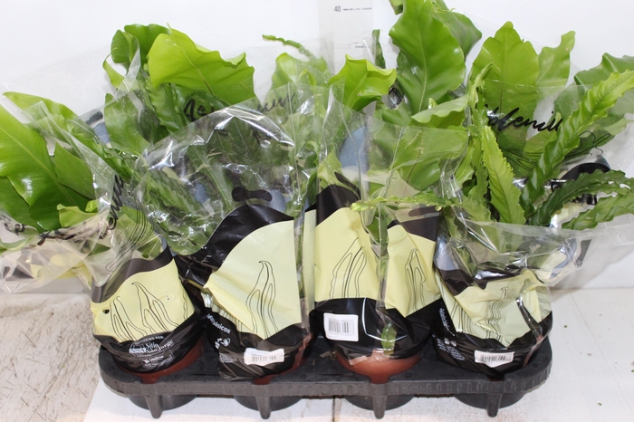 <h4>ASPLENIUM VARIADO P14</h4>