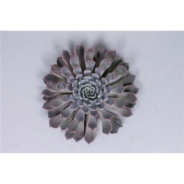 <h4>Echeveria Rosea Cutflower</h4>