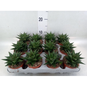 Haworthia limifolia