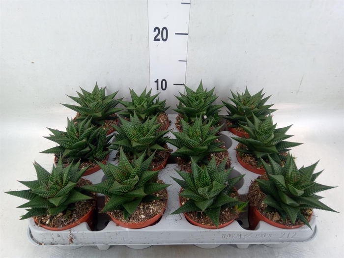 <h4>Haworthia limifolia</h4>