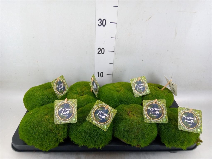 <h4>Sagina subulata</h4>