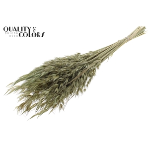 Avena Wild per bunch Olive