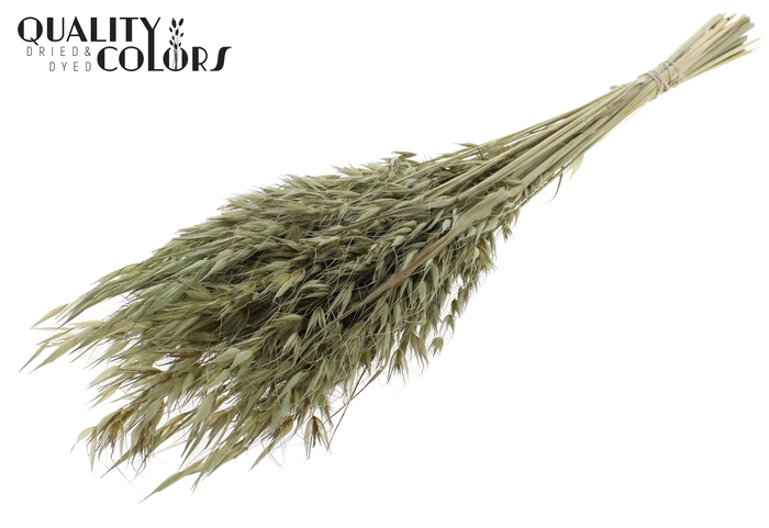 Avena Wild per bunch Olive