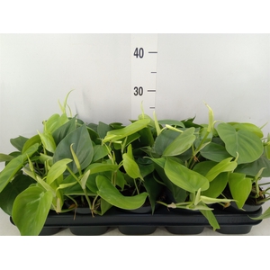 Philodendron scand.