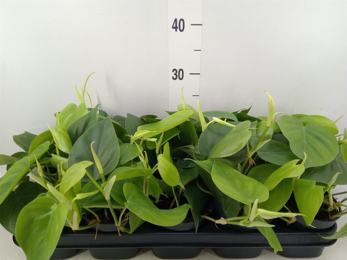 <h4>Philodendron scand.</h4>