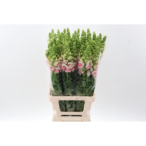 Antir Poto Apple Blossom