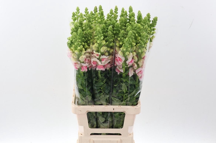 <h4>Antir Poto Apple Blossom</h4>