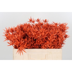 Eryn Kl Bh Halloween Orange