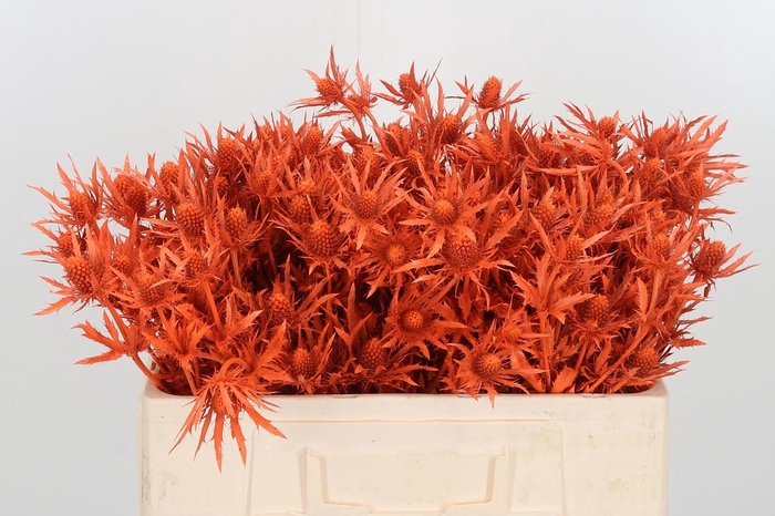 <h4>Eryn Kl Bh Halloween Orange</h4>