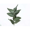 Euca Robusta P Stem (10 Stems Per Bunch)