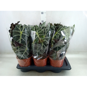 Alocasia amazonica 'Polly'