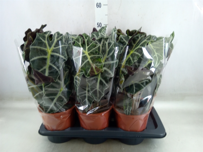 <h4>Alocasia amazonica 'Polly'</h4>
