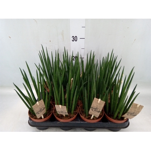 Sansevieria bacularis