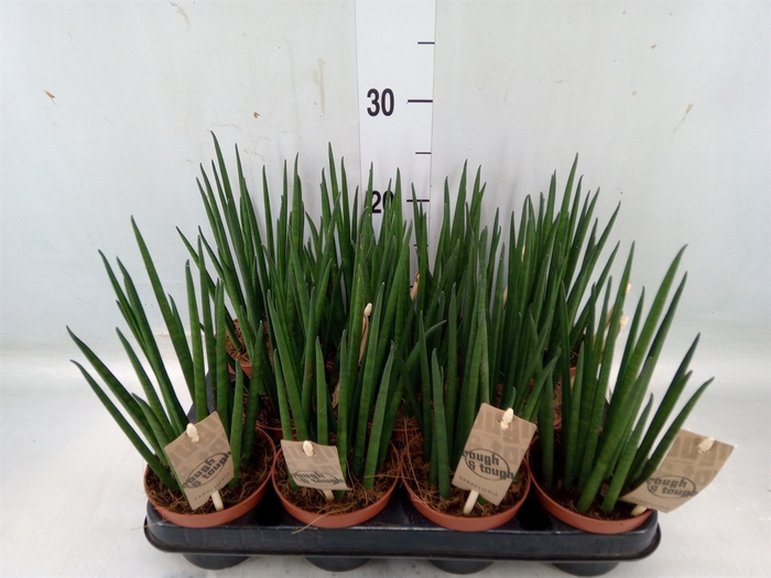 <h4>Sansevieria bacularis</h4>