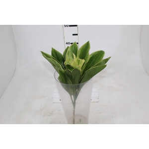 FOLHAGEM DRACENA BRANCA