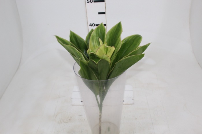 <h4>FOLHAGEM DRACENA BRANCA</h4>