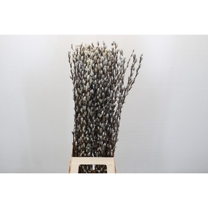 Salix Caprea Snow Flake Premium