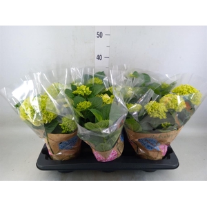 Hydrangea mac. 'Hi White Sun'