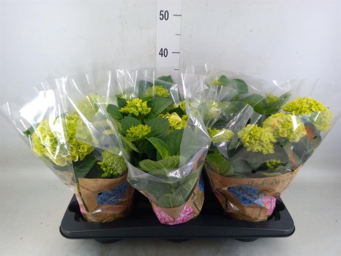 <h4>Hydrangea mac. 'Hi White Sun'</h4>