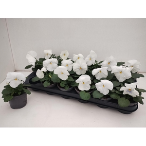 VIO WI DEL PUR WHITE