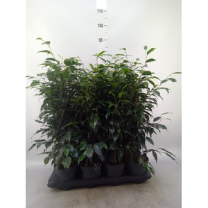 Ficus benja. 'Danielle'